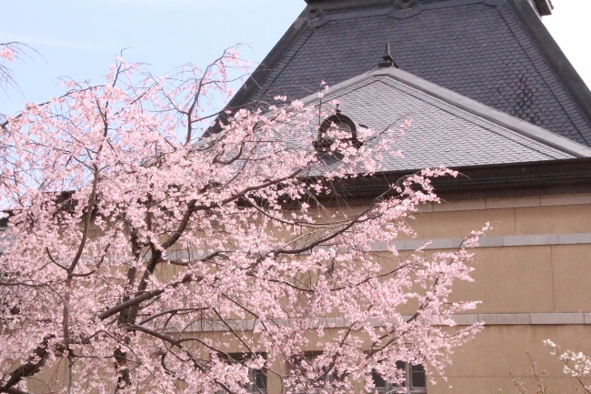 ０２９３　１６．４．２　祇園しだれ桜上部