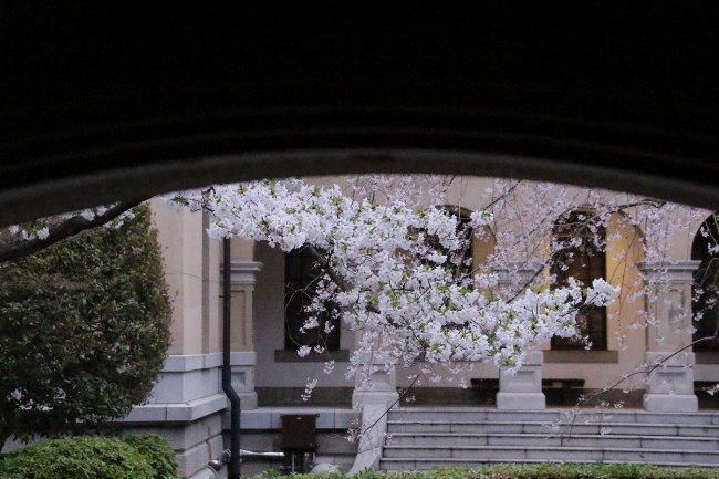 0387　１６．４．２　大島桜中庭ゲート越し