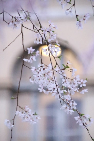 ０４１４　16.4．２祇園枝垂れ桜　中アップ