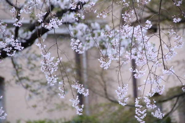 0423　１６．４．2祇園しだれ桜中アップ