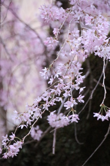 0436 一重紅垂れ桜幹に沿う　縦　中アップ