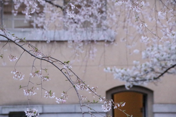 0471　祇園枝垂れ桜一枝手前　右奥大島桜ぼかし