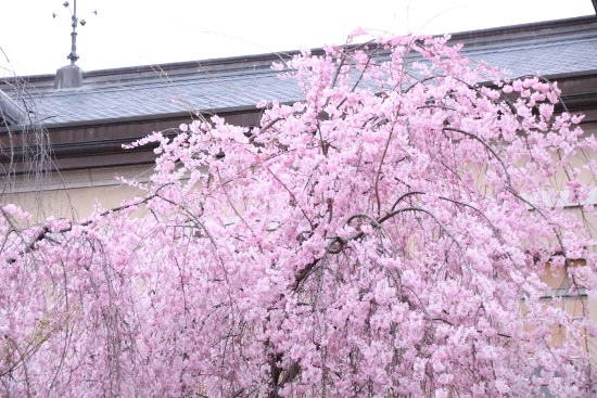 ０４８６　１６．４．２　一重紅枝垂れ桜　上部