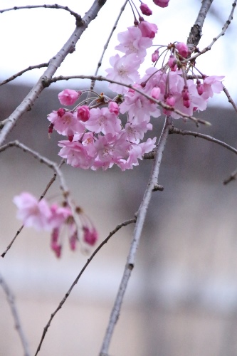 開花0463　八重紅枝垂れ桜　