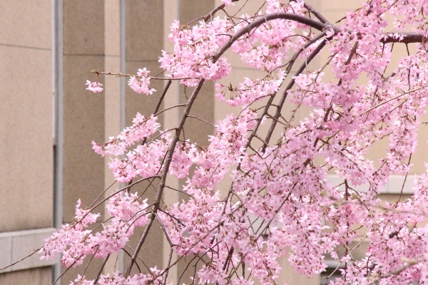 0842　16.4.5  一重紅枝垂れ桜アップ