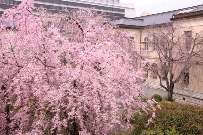 0859  16.4.5 一重紅枝垂れ桜左側奥に旧本館アーチ柱