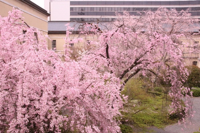 0870　１6.4.5　一重紅枝垂れ桜　全姿