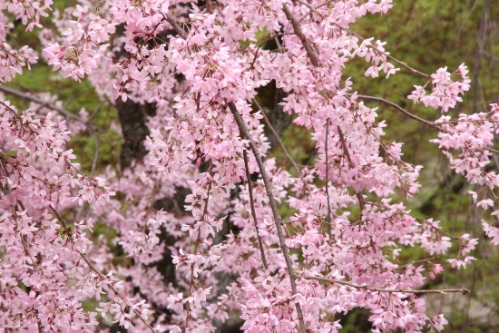 0904　16.4.5  一重紅枝垂れ桜アップ