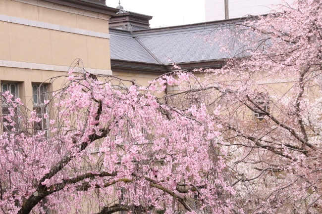 0933 16.4.5  左一重紅枝垂れ桜　右祇園枝垂れ桜上部