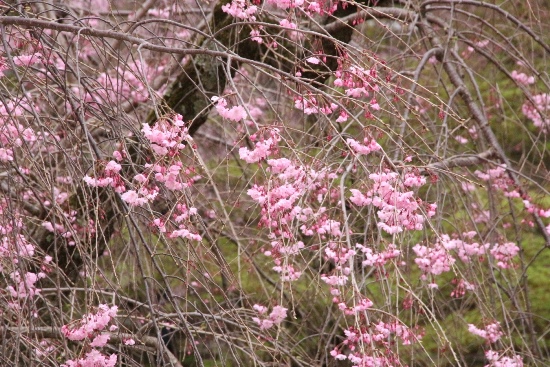 0950 16.4.5  八重枝垂れ桜アップ