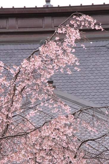 0958　16.4.5  旧本館屋根バックに祇園しだれ桜トップ　　