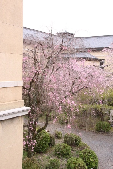 0971  16.4.5  八重紅枝垂れ桜全姿