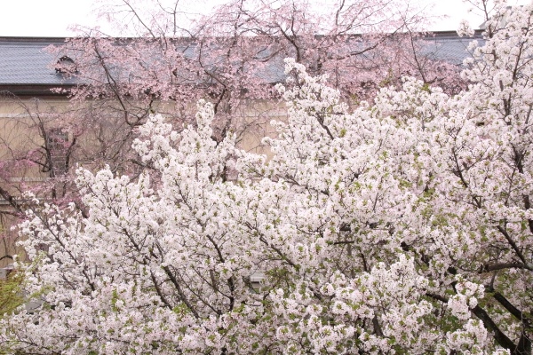 0990　16.4.5 大島桜と後に祇園しだれ桜上部