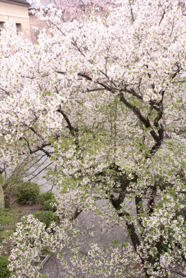 ０９９３　16.4.5 大島桜全姿　縦