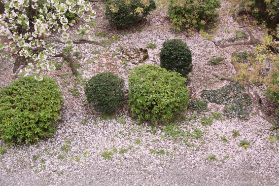 1006　１６．４．５　大島桜左端　落花の様子