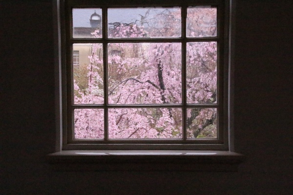 0041 16.4.7  窓から一重紅枝垂れ桜部分を見る　黒枠