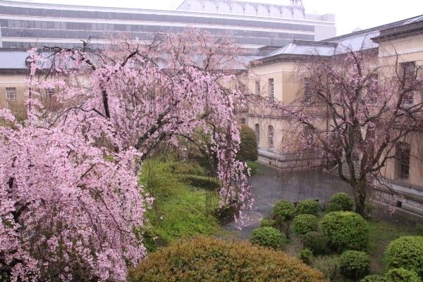 0050　16.4.7  東側より中庭の桜風景