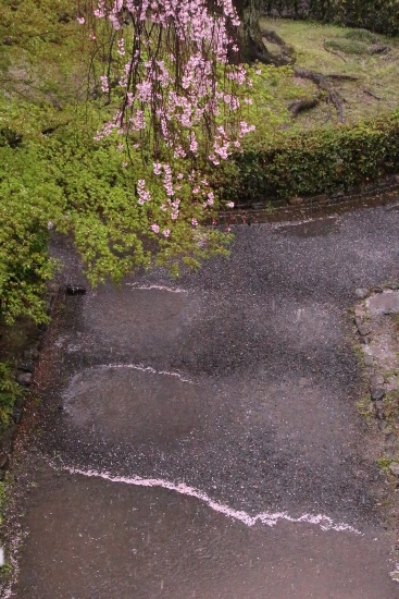 0064　16.4.7 一重紅枝垂れ部分と水溜りと花びら