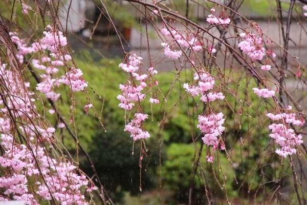 0074　16.4.7  八重紅枝垂れ桜　中アップ