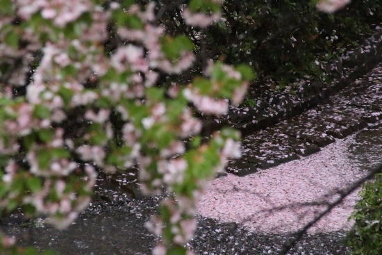 0114　16.4.7 大島桜右に落ちた花弁が集まって…
