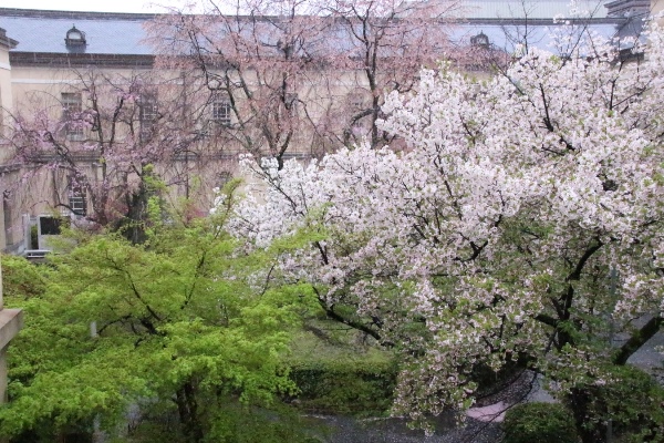 0115　16.4.7 西側から見た中庭風景