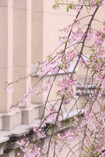 16.4.13 一重紅枝垂れ桜　旧本館南外壁バック　縦