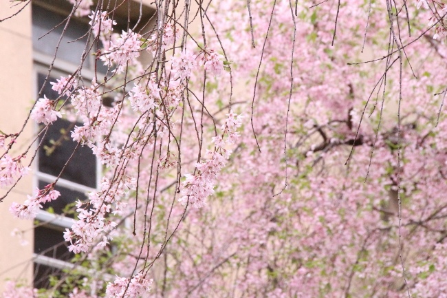 16.4.13 一重紅枝垂れ桜