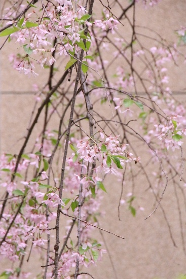 16.4.13　八重紅枝垂れ桜　中アップ３　縦