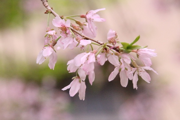 16.4.13　八重紅枝垂れ桜　超アップ