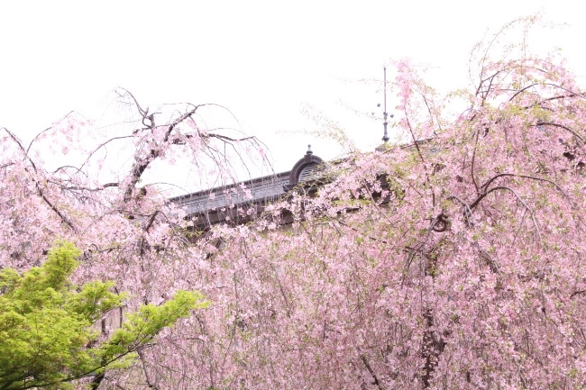 16.4.13　八重紅枝垂れ桜上部全体　