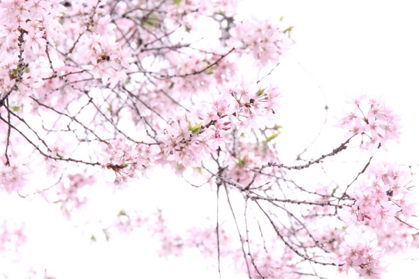 16.4.13　八重枝垂れ桜　真下から見上るアングル