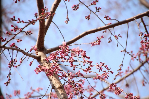 IMG_0027 祇園しだれ桜開花