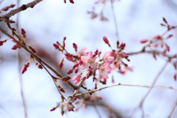 IMG_0044　一重紅枝垂れ桜　開花