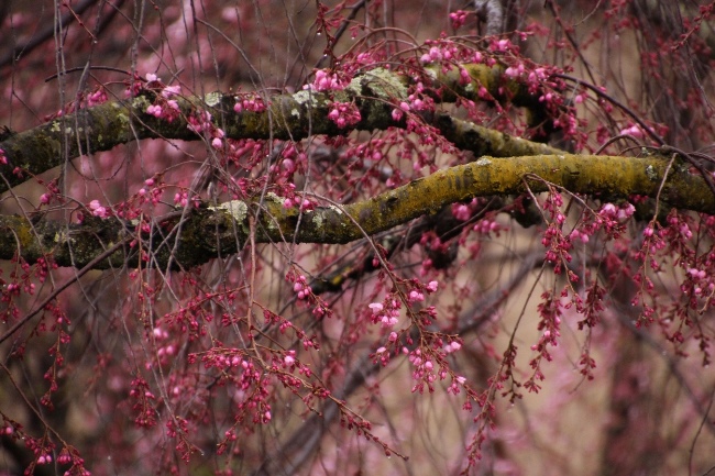 IMG_0250　一重紅枝垂れ桜　横枝アップ