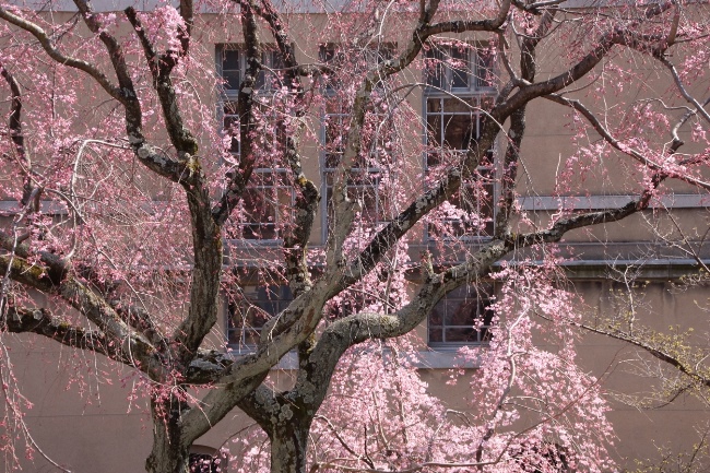 IMG_0820　祇園しだれ桜　中幹部付近