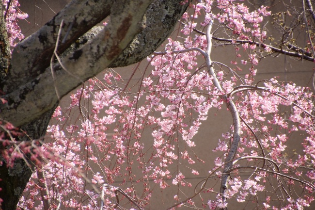 IMG_0832 祇園しだれ桜　中間部アップ