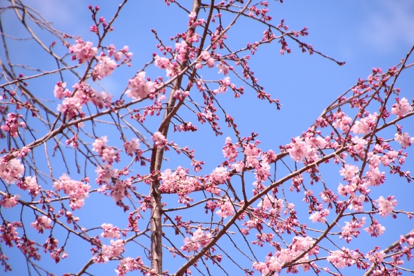 IMG_0733　祇園しだれ桜　最上部アップ