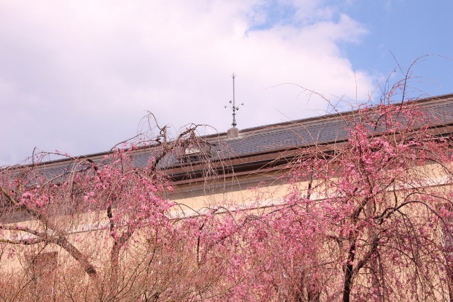 IMG_0772　一重紅枝垂れ桜　上部全体