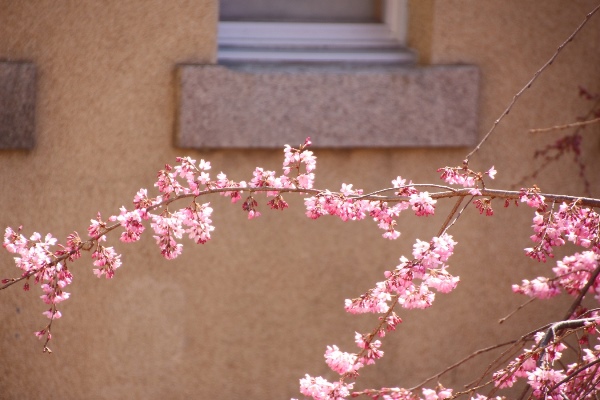 IMG_0850　一重紅枝垂れ桜　横に一枝アップ