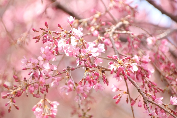 IMG_0622　一重紅枝垂れ桜　蕾と花