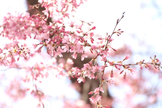 IMG_0632　一重紅枝垂れ桜　蕾＆花