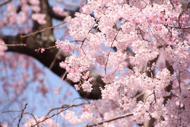 １IMG_1280　祇園しだれ桜　部分アップ