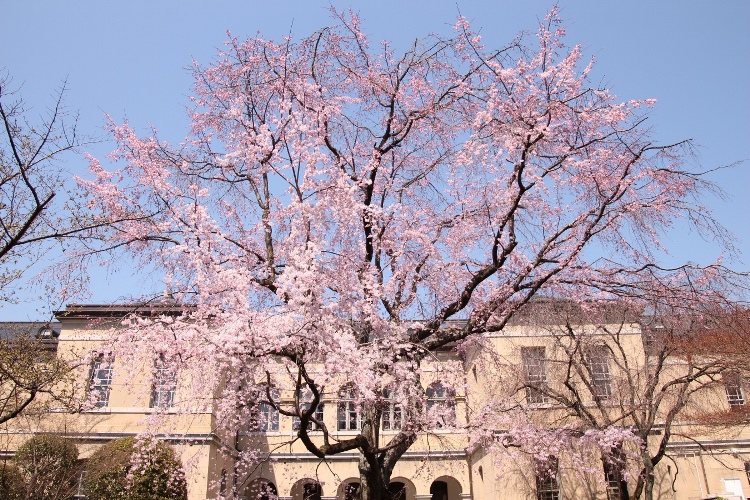 IMG_1249　祇園しだれ桜　正面全体