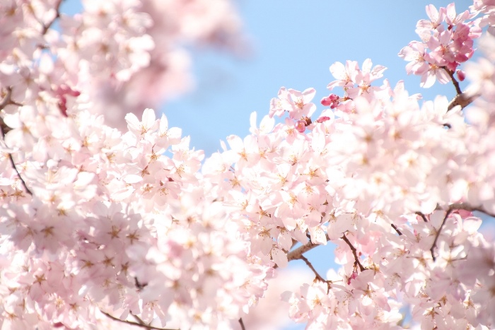 IMG_1345　祇園しだれ桜　光る花房２