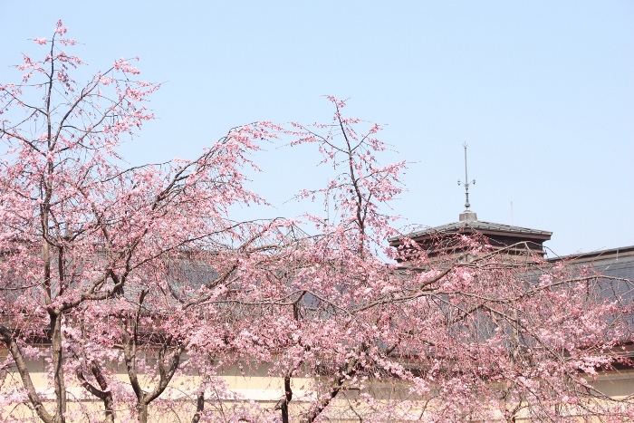 IMG_1402　北東部上部　祇園しだれ桜