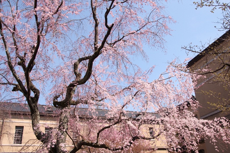 IMG_1449　祇園しだれ桜　南東部旧本館バック