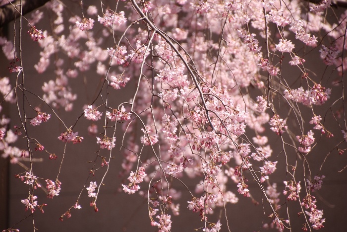 IMG_1481　祇園枝垂れ桜　北側から観た部分アップ
