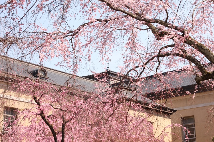 IMG_1506　一重紅枝垂れ桜と上部祇園しだれ桜　南東角バック