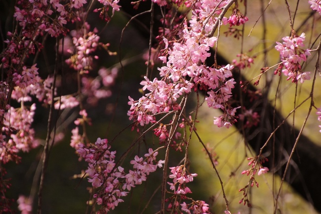 IMG_1564　一重紅枝垂れ桜　部分アップ