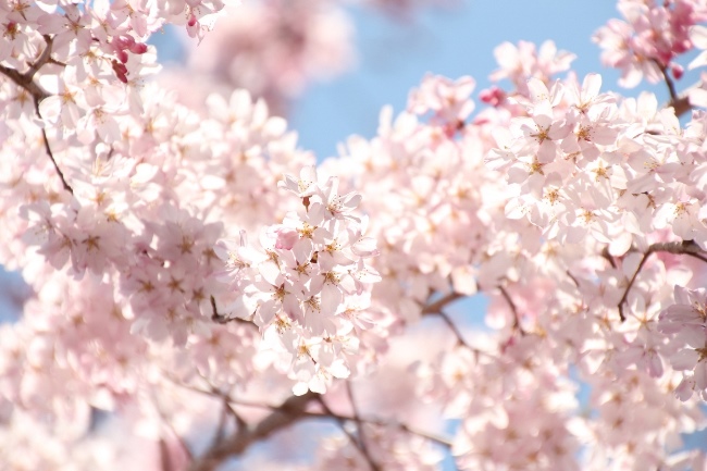 房IMG_1338　祇園しだれ桜　光る花